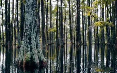 Moving to Moncks Corner, South Carolina: Helpful Local Resources for Lowcountry Homeowners